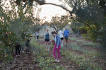 Load image into Gallery viewer, Maison Miraya’s La Dolce Vita Retreat in Puglia, Italy (Sept 16-19)
