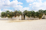Load image into Gallery viewer, Maison Miraya’s La Dolce Vita Retreat in Puglia, Italy (Sept 16-19)
